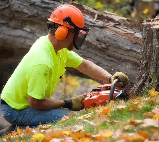 tree services Dryden